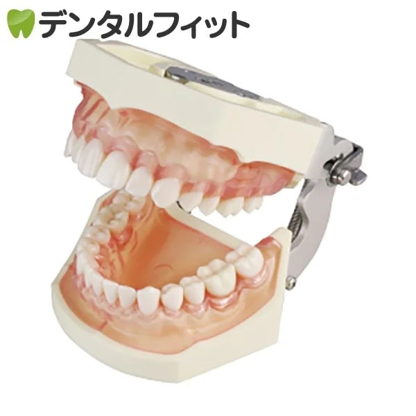 送料無料SRP用顎模型P15FE-206H.2(GSE)-MF(歯科指導用にも使われる歯型模型です)