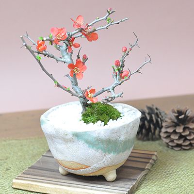 長寿梅 盆栽 信楽鉢【 人気 花盆栽 信楽鉢 赤い花 四季咲き ミニ盆栽 ギフト 鉢植え 開店 お祝い 退職 定年 ラッピング 母の日 父の日 敬老の日 誕生日 贈り物 プレゼント 祝い 小さい ミ