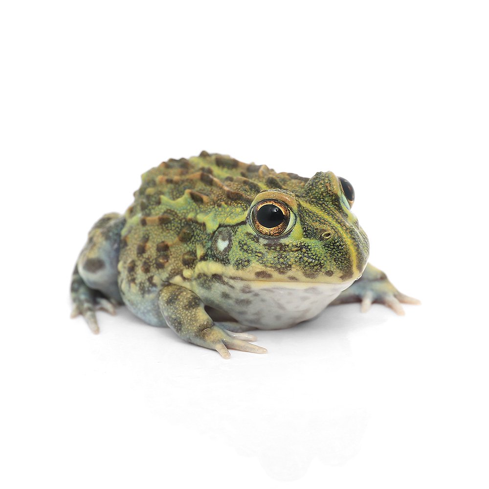 （両生類）アフリカウシガエル　おまかせカラー　（１匹）　ＣＲＣ17―05―35―40―00 7,772円