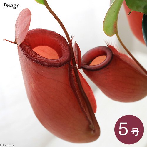 （食虫植物）ウツボカズラ　ネペンテス　レディラック　吊り鉢タイプ　５号（１鉢）　ＣＲＣ17―80―50―00―00