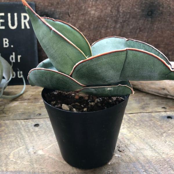 希少 バナナ サンスベリア 多肉植物 空気清浄