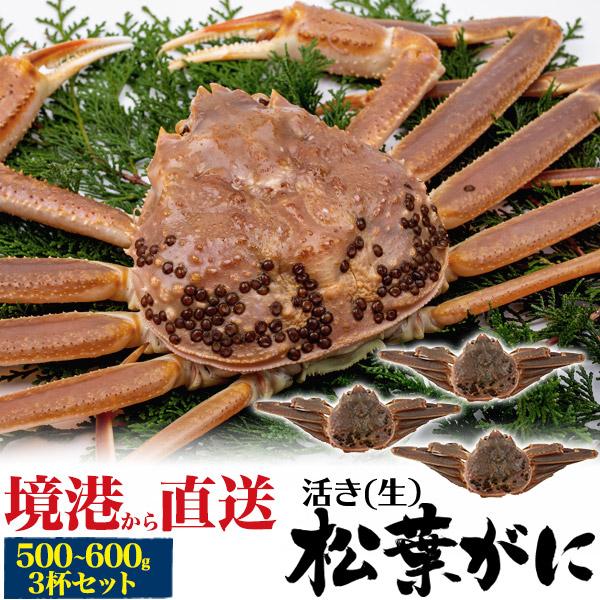 3杯セット 松葉蟹 活き 生 松葉ガニ 500～600g x3杯 山陰産ブランドタグ付き 極上 生ガニ 生蟹 松葉かに まつばがに 姿 水揚げ漁港直送 冷蔵便