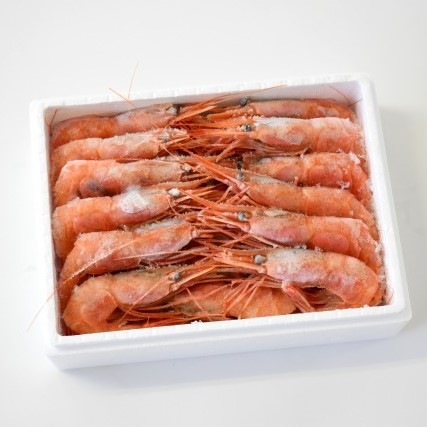 船凍　甘えび 　子持ち 大 30尾 福井県沖 船内で急速冷凍　生えび本来の甘味をそのままに　　刺身