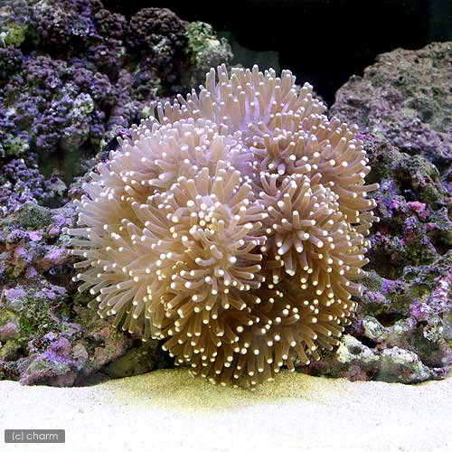 （海水魚）スリランカ産　センジュイソギンチャク　ミックスカラー　Ｍサイズ（１匹）無脊椎動物　ＣＲＣ26―63―00―00―00