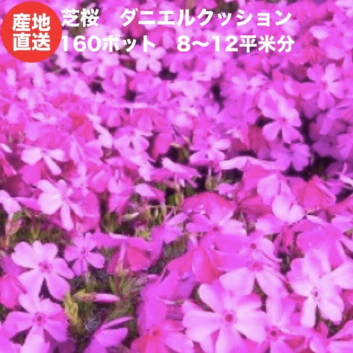 芝桜 ダニエルクッション ピンク種 ９cmポット苗 １６０株 シバザクラ グランドカバー
