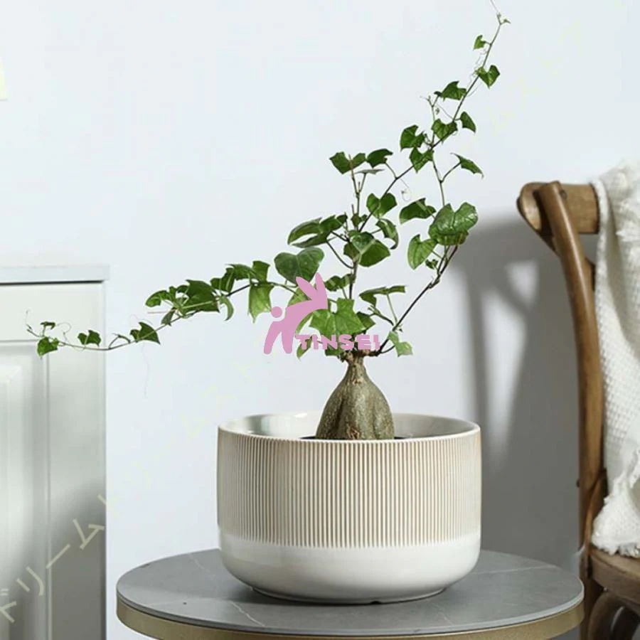 キャンペーン特典多肉植物鉢 陶器製 底穴あり サボテン鉢 フラワーポット 北欧 シンプル お洒落 白 縦縞 多肉植物ポット 丸形 リビング オフィス レストラン 置物 飾り