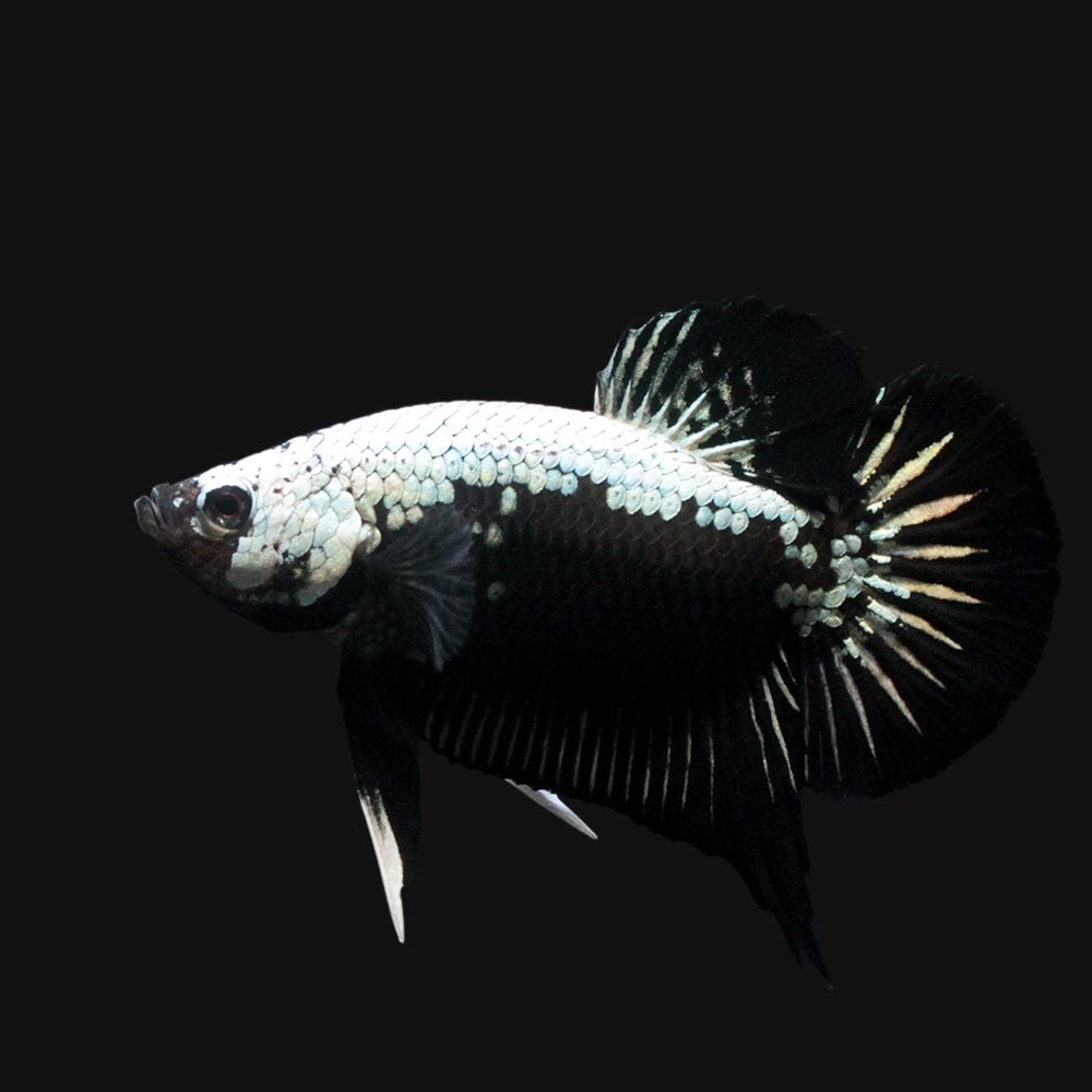 （熱帯魚）ベタ・ハーフムーンプラカット　ブラックサムライ（１ペア）　北海道航空便要保温　ＣＲＣ13―32―05―50―00