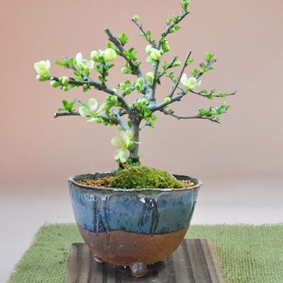 盆栽 花 長寿梅 白花 信楽鉢 四季咲き 花盆栽 ギフト 盆栽 開店 お祝い 退職 ラッピング 母の日 父の日 敬老の日 誕生日 5,621円