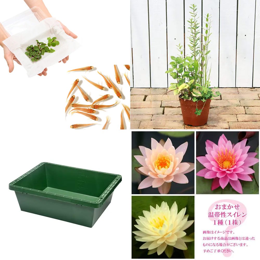 （ビオトープ）（めだか）本格派ビオトープセット　温帯性睡蓮（スイレン）（色おまかせ）　ヒメダカ付　説明書付　本州四国限定　ＣＲＣ15―10―20―03―40