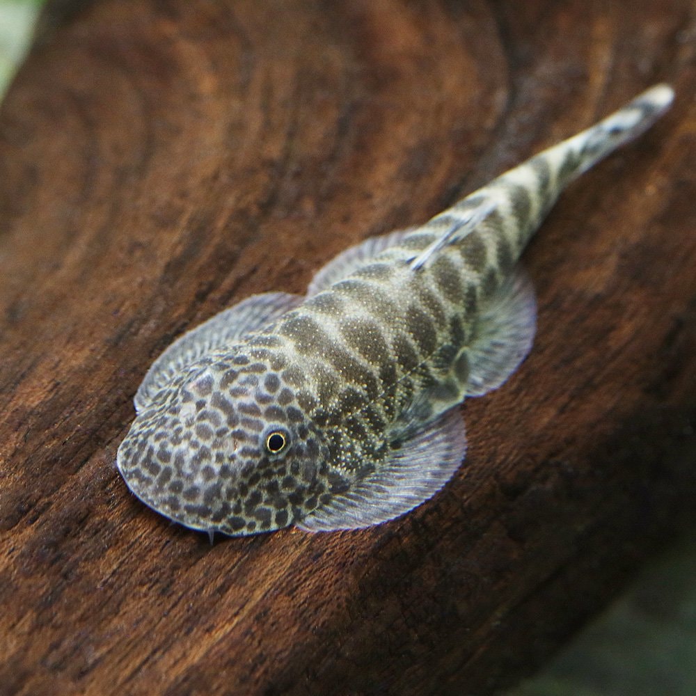 （熱帯魚）エメラルドグリーンヒルストリームローチ（１匹）　北海道航空便要保温　ＣＲＣ13―26―10―00―00