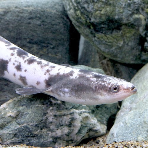 （淡水魚）パンダウナギ（１匹）　ＣＲＣ60―30―40―00―00