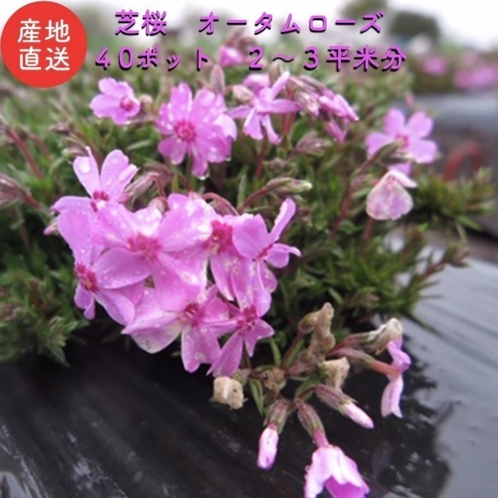 芝桜 オータムローズ ピンク色種（桃色） ９cmポット苗 ４０株 シバザクラ グランドカバー