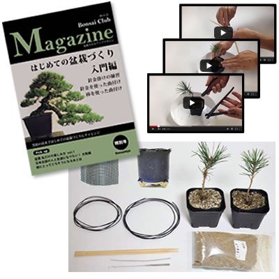 自由研究 盆栽を作るキット 入門編　黒松【盆栽を趣味にしたい人は必見！盆栽を作るキット 入門編　くねくね黒松を作ろう 工作キット手作りキット 自由研究 自由工作 小学生 】