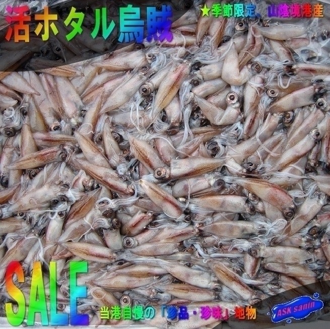 朝とれ直送!!「ホタル烏賊3kg」 - 鮮度命-...山陰境港産の元気なホタル