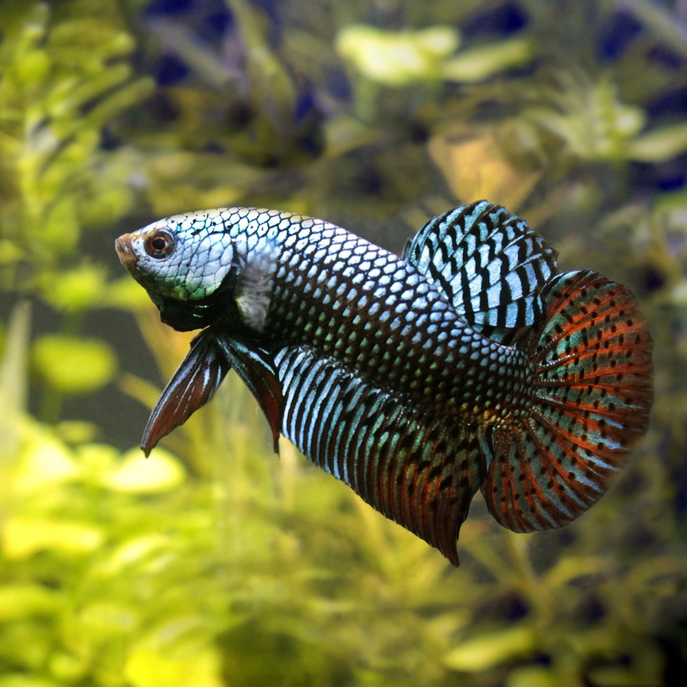 （熱帯魚）ベタ・コバルトグレイシンフォニー（１ペア）　北海道航空便要保温　ＣＲＣ13―32―05―50―00 9,008円