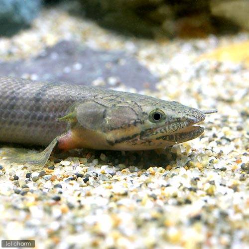 (熱帯魚)ポリプテルス・ウィークシー(ワイルド)(1匹) 北海道・九州航空便要保温 CRC13―56―20―00―00