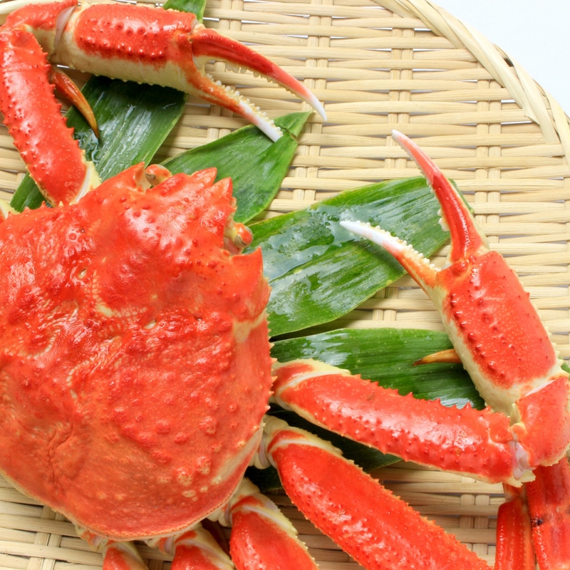 ズワイガニ ボイル ズワイ蟹 ボイルズワイガニ 480g 1尾 ずわいがに 札幌 札幌中央卸売市場 北海道産