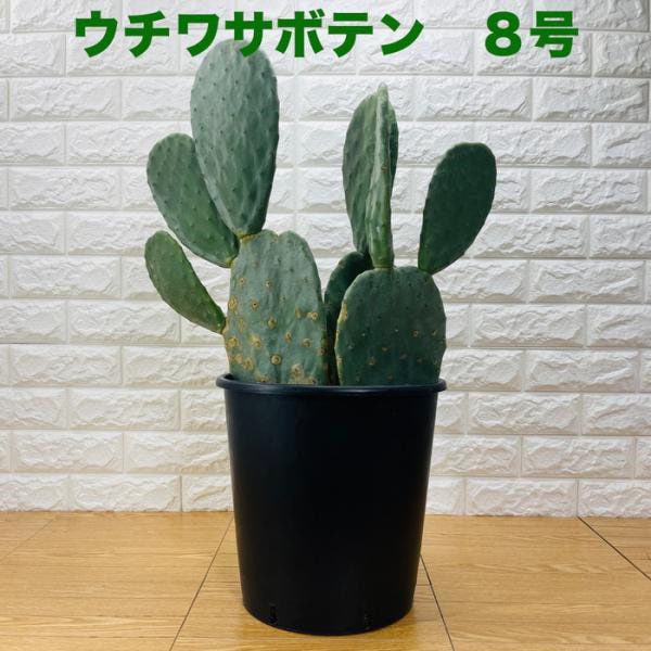 Qoo10] 観葉植物 ウチワサボテン オプンチア 8