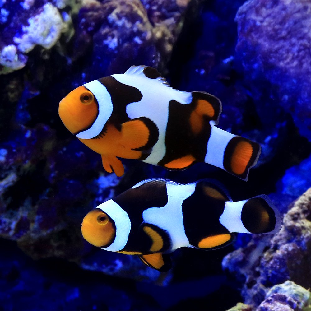 （海水魚）ブラックピカソクラウン　ペアリングチャレンジセット（ブリード）（１セット）　北海道・九州航空便要保温　ＣＲＣ26―30―16―20―00