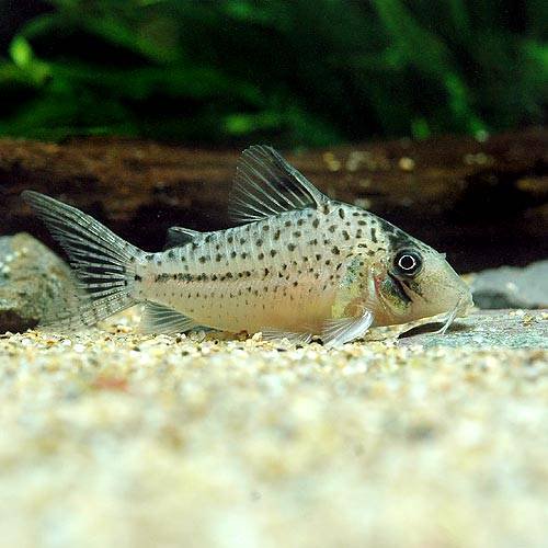 (熱帯魚)コリドラス・オルフノプテルス(ワイルド)(1匹) 北海道・九州航空便要保温 CRC13―36―50―00―00