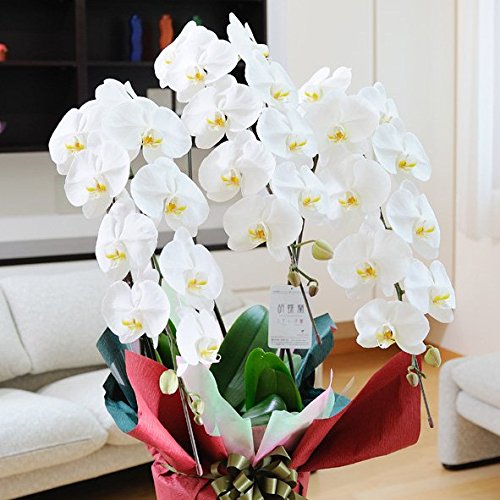 胡蝶蘭3本立（白） 1.5万円コース 【台紙がピンク色の電報・祝電付き】 開店祝い 開業祝い 移転祝い 就任祝い 当選祝い フラワーギフトの胡蝶蘭に【お届け日指定ＯＫ】