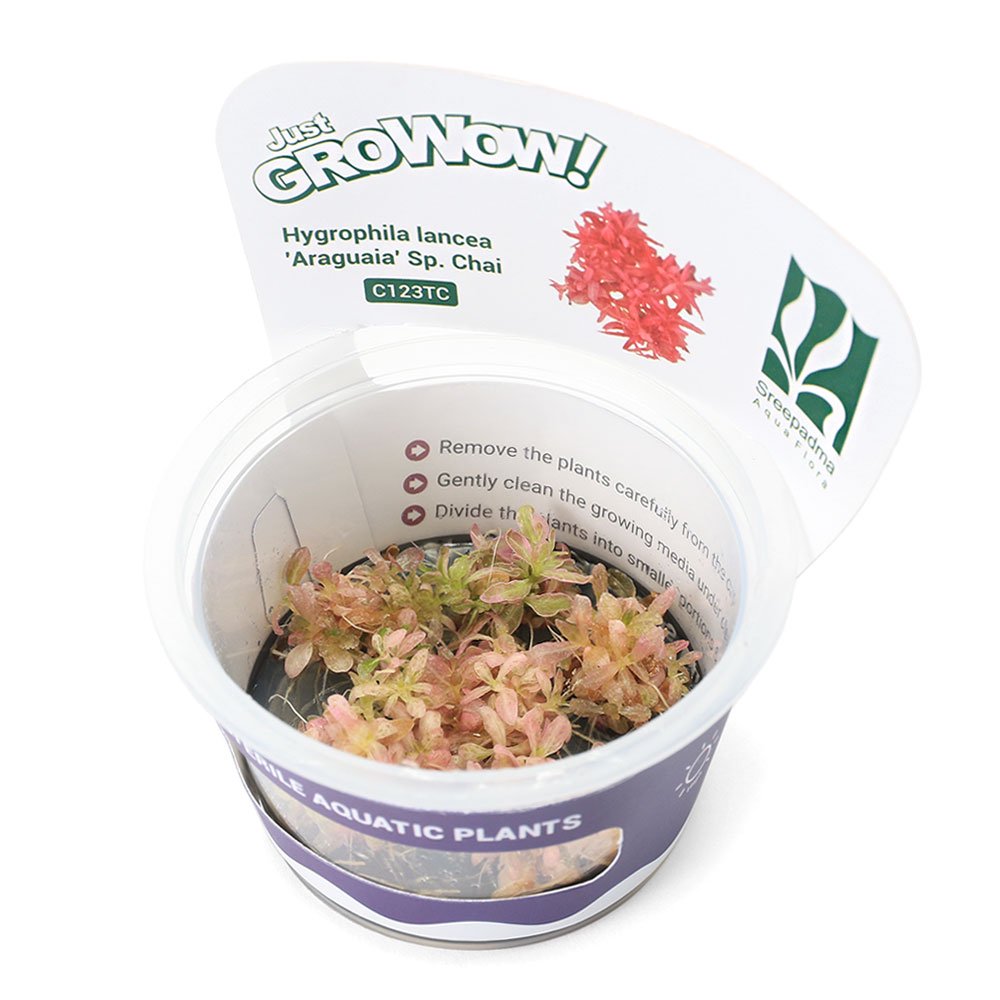 （水草）組織培養ＧＲＯＷＯＷ！　ハイグロフィラｓｐ．チャイ（無農薬）（１カップ）　ＣＲＣ12―50―20―00―00 5,080円