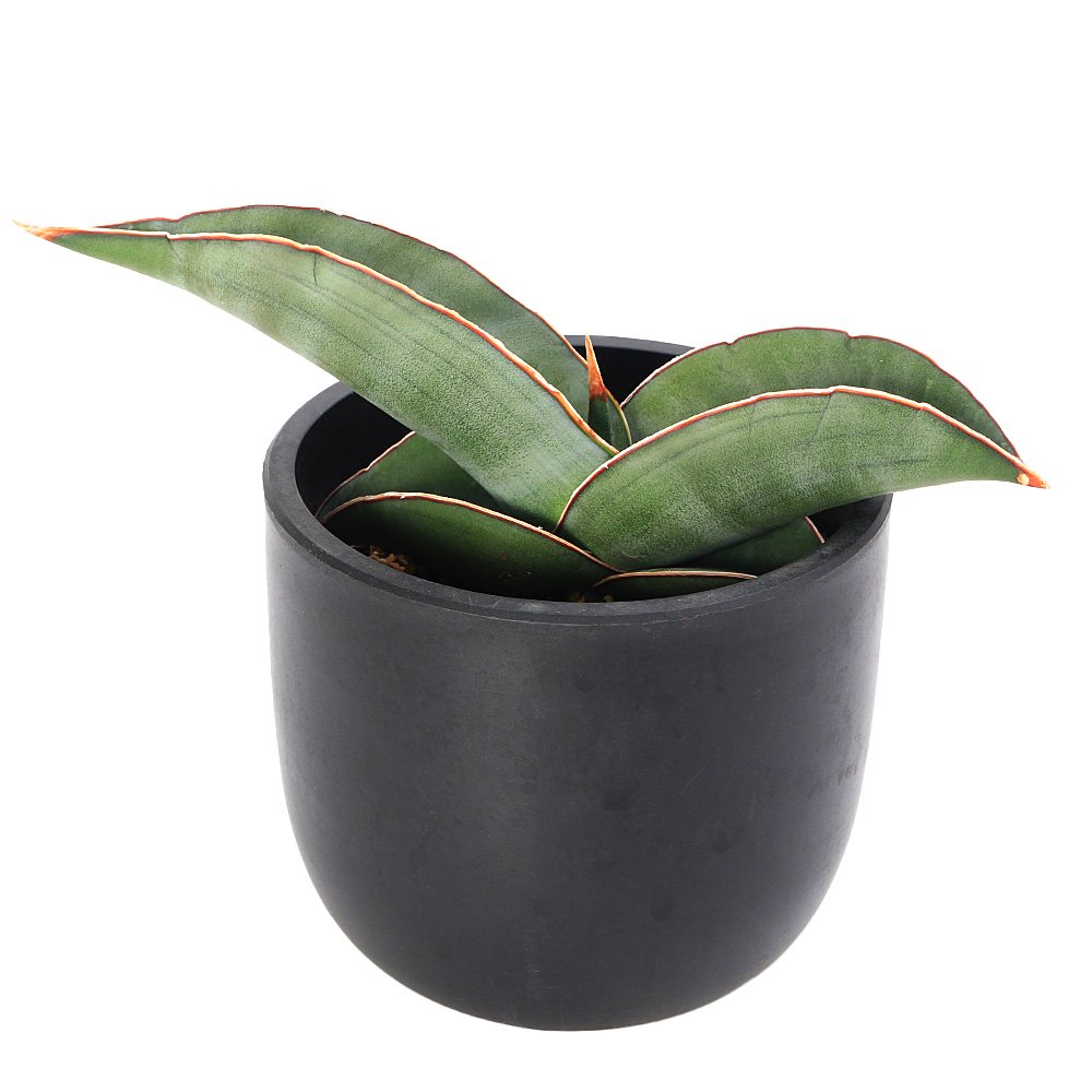 （観葉植物）サンスベリア　エーレンベルギー　バナナ　４．５号（１鉢）　ＣＲＣ15―30―20―24―00