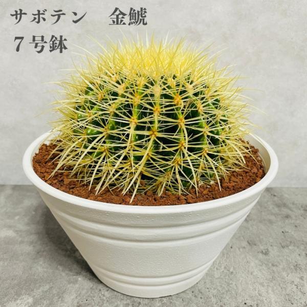 サボテンの王様 金鯱 7号鉢 大型 観葉植物 多肉植物 金シャチ おしゃれでかわいい ギフト プレゼント ドライガーデン