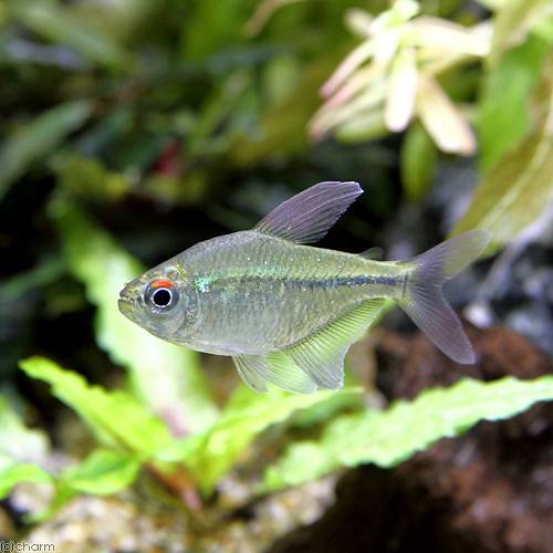 （熱帯魚）ダイヤモンド・テトラ（ワイルド）（３匹）　北海道航空便要保温　ＣＲＣ13―20―10―30―00