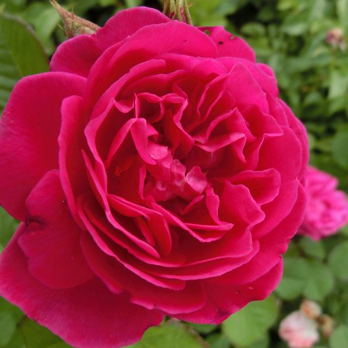バラ苗 2年大株 4号 カール4世 Floribunda Roses L1321 自家用 花無し株