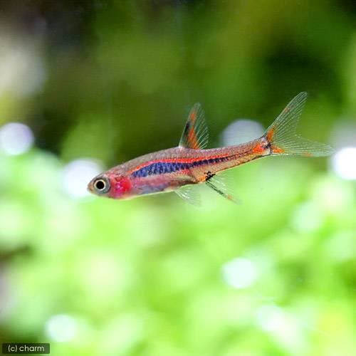 （熱帯魚）ボララス・ブリジッタエ（３０匹）　北海道航空便要保温　ＣＲＣ13―24―31―00―00 8,359円