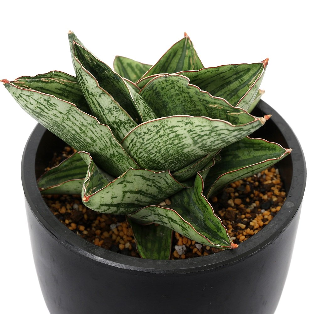 （観葉植物）サンスベリア　アンジェリーナ　４．５号（１鉢）　ＣＲＣ15―30―20―24―00