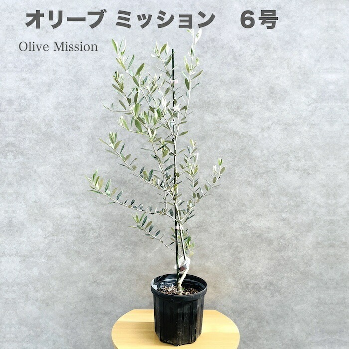 オリーブの木 ミッション 6号鉢苗 鉢底から90cm程度 直立型 シンボルツリー 庭木 観葉植物 屋外 鉢植え 室内 おしゃれな室内インテリア 結婚祝い 新築祝い 玄関 ベランダ プレゼント ギフト