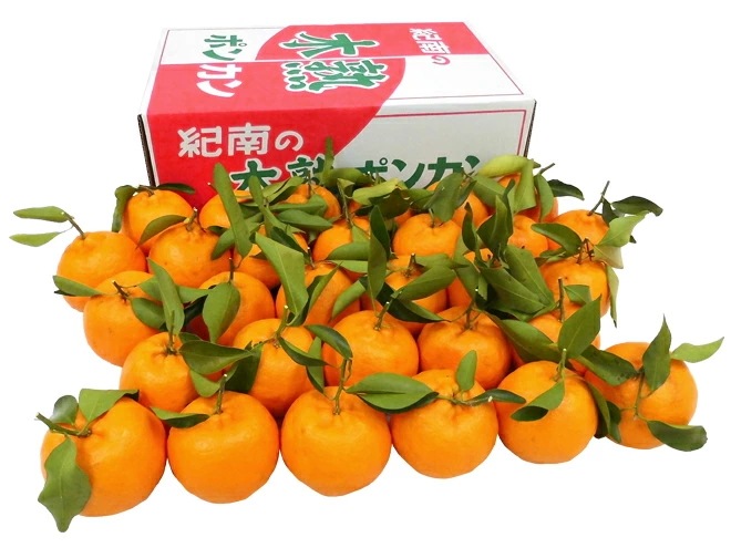 和歌山 JA紀南 =木熟ポンカン= 秀品 L/2L/3L 24-36玉 約5kg 予約 1月中旬以降