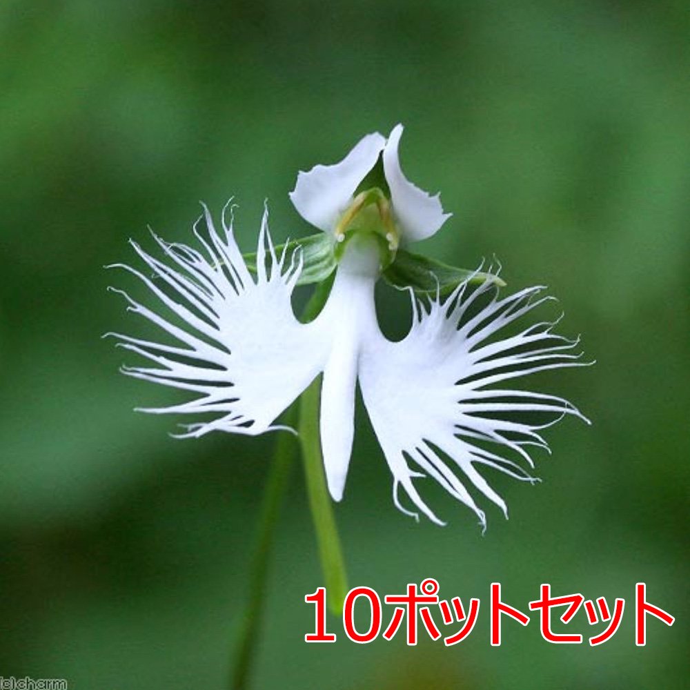 （山野草）サギソウ（鷺草）青葉　１球　３号（１０ポットセット）　ＣＲＣ15―35―14―00―00