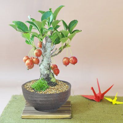 盆栽 りんご 実 信楽鉢 4号【 姫りんご 鉢植え ミニ盆栽 かわいい 実物 ギフト 盆栽 開店 お祝い 退職 ラッピング 母の日 父の日 敬老の日 誕生日 小さい モダン おしゃれ 苔 ラッピング