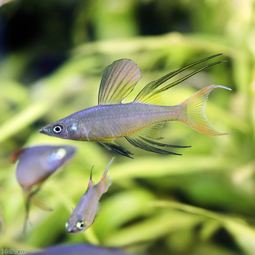 （熱帯魚）ニューギニアレインボー（３０匹）　北海道・九州航空便要保温　ＣＲＣ13―48―00―00―00