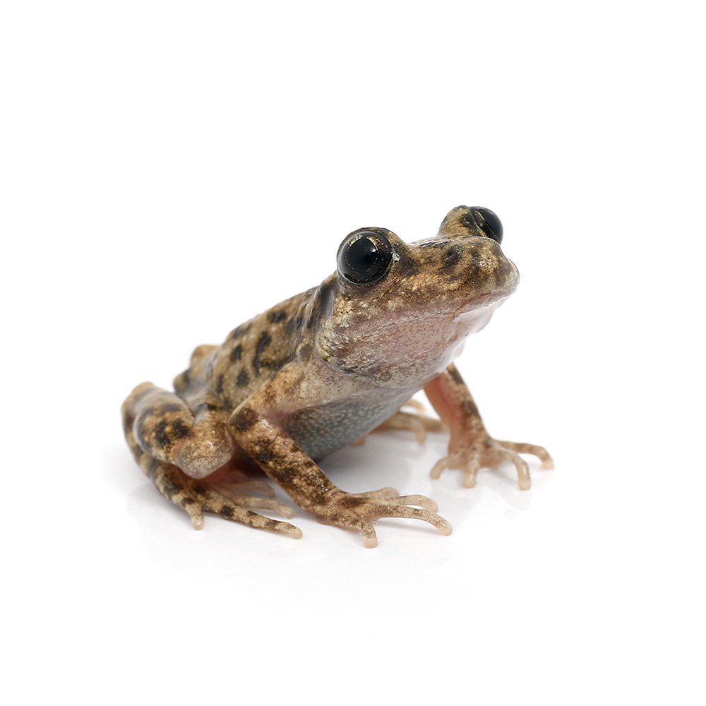 （両生類）マヨルカサンバガエル　ＣＢ個体（１匹）　北海道航空便要保温　ＣＲＣ17―05―35―40―00