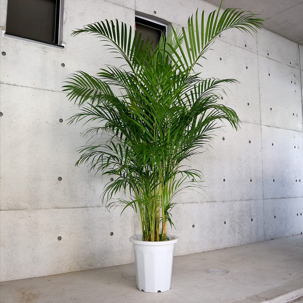 ＩＴＡＮＳＥ アレカヤシ 観葉植物 10号大鉢 品種で選べる観葉植物・尺鉢大型・リビングやオフィス向きサイズ 1個売り 学名 Dypsis lutescens 原産国 マダガスカル アフリカ等熱帯雨林