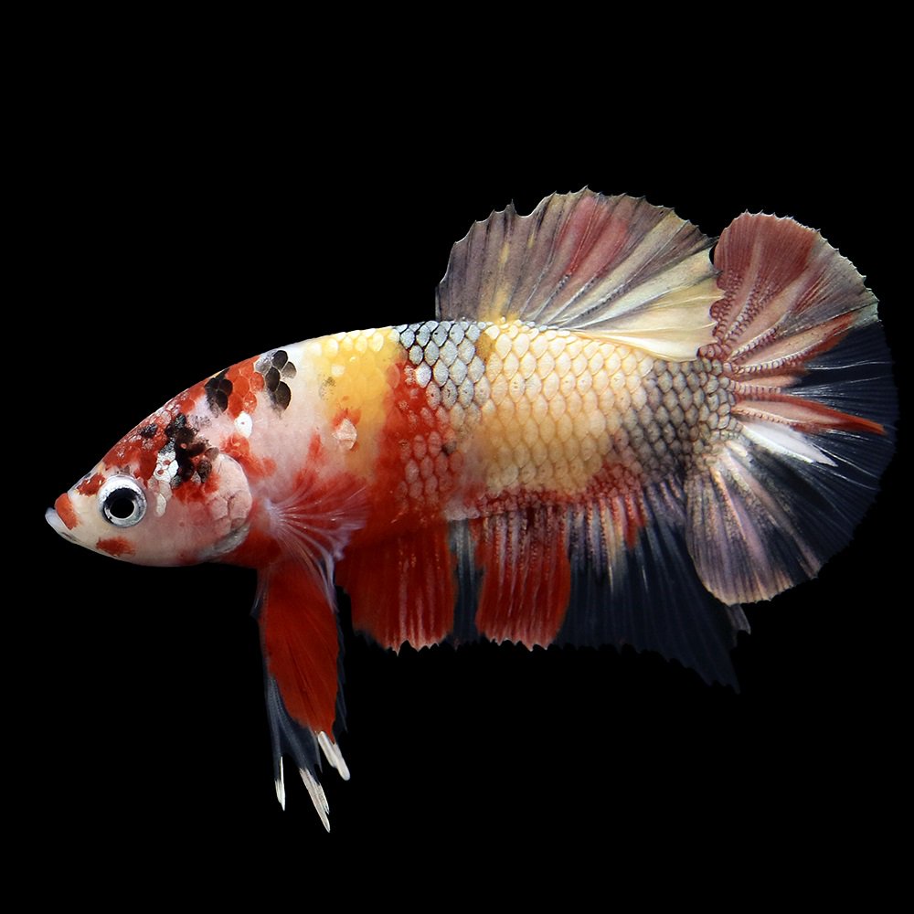 海水魚）ヒトデ チェリーブリックドビスケットスター（1匹