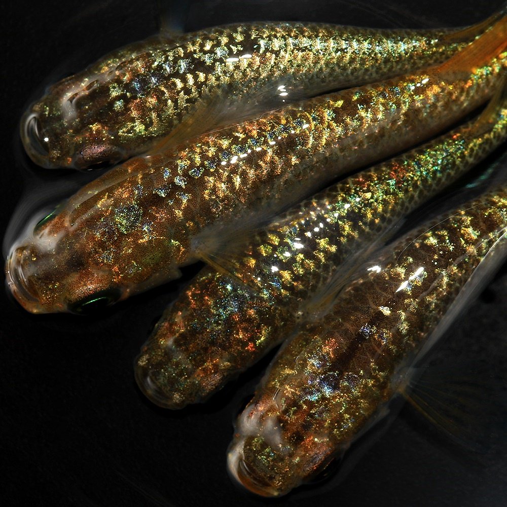 （めだか）令和ヒミツヘイキメダカ　メダカ屋サバンナブリード（１０匹）　ＣＲＣ60―20―44―30―60