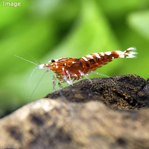 （エビ）無選別　レッドフィッシュボーン・シュリンプ（１０匹）　ＣＲＣ13―70―10―00―00