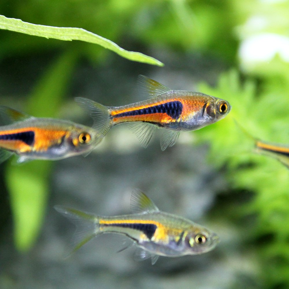 （熱帯魚）ラスボラ・エスペイ（３０匹）　北海道・九州航空便要保温　ＣＲＣ13―24―32―00―00