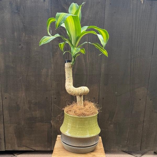 観葉植物 鉢色選べます：ドラセナ マッサンゲアナ 鉢植え*皿付き ココヤシ飾り (黄色)