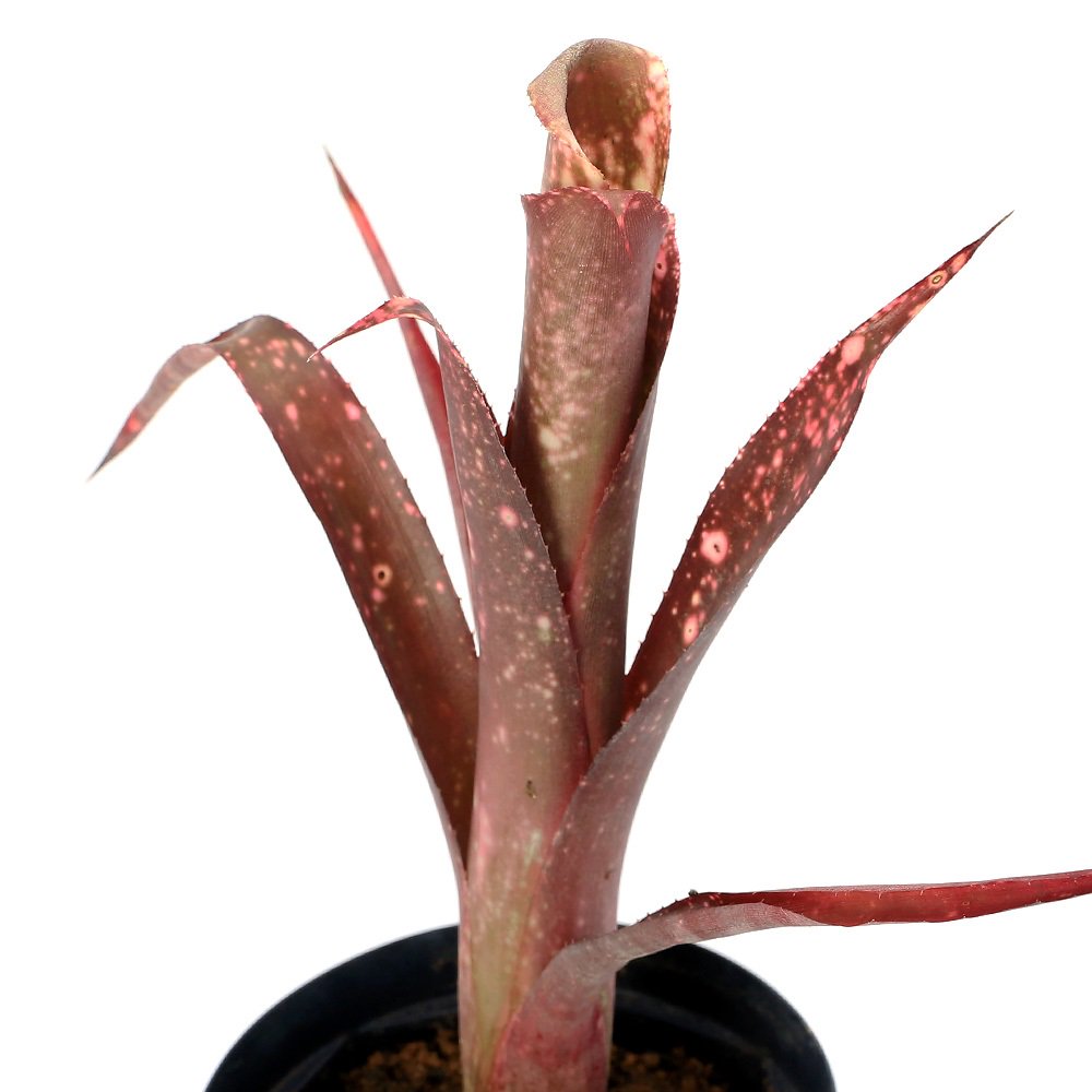 （観葉植物）ビルベルギア　ピンクシャンペン　４号（１株）　ブロメリア　タンクブロメリア　ＣＲＣ15―30―20―22―00