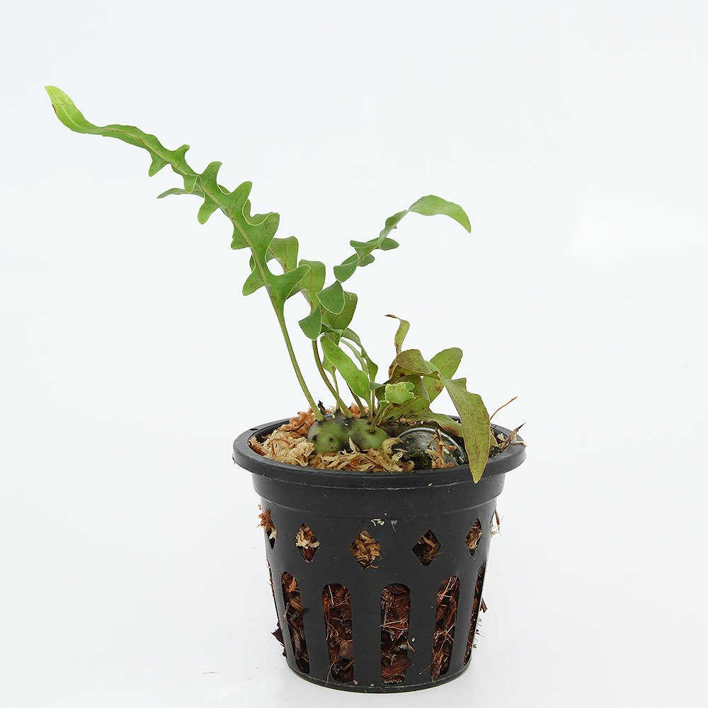 観葉植物）レカノプテリス カルノーサ（アリノスシダ