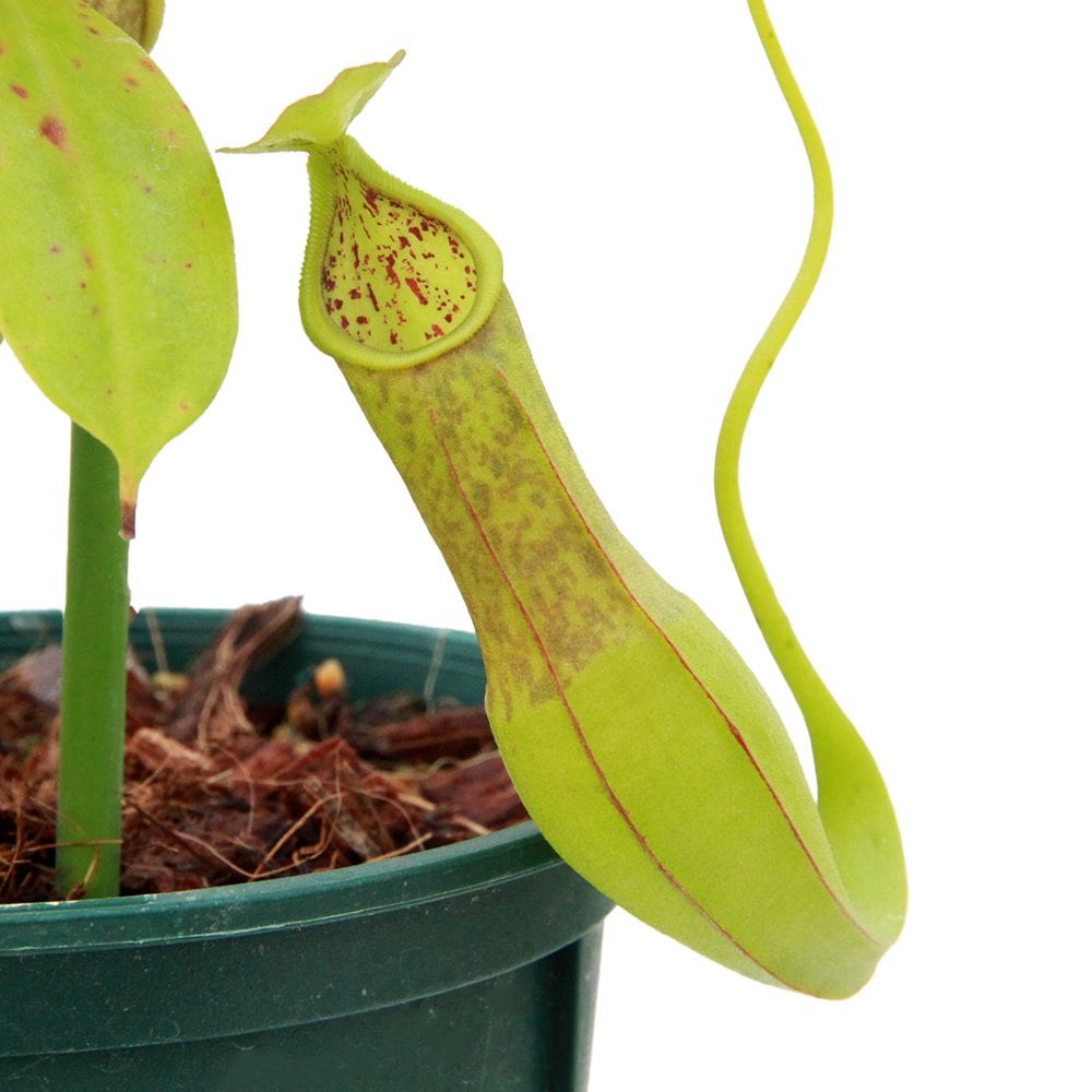 （食虫植物）ウツボカズラ　ネペンテス　アドリアニー　３号（１鉢）　ＣＲＣ15―40―05―00―00