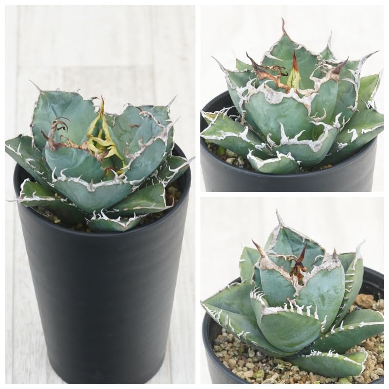 アガベ チタノタ銘品3種セット（白鯨・シーザー・南アフリカダイヤモンド）3.5号鉢