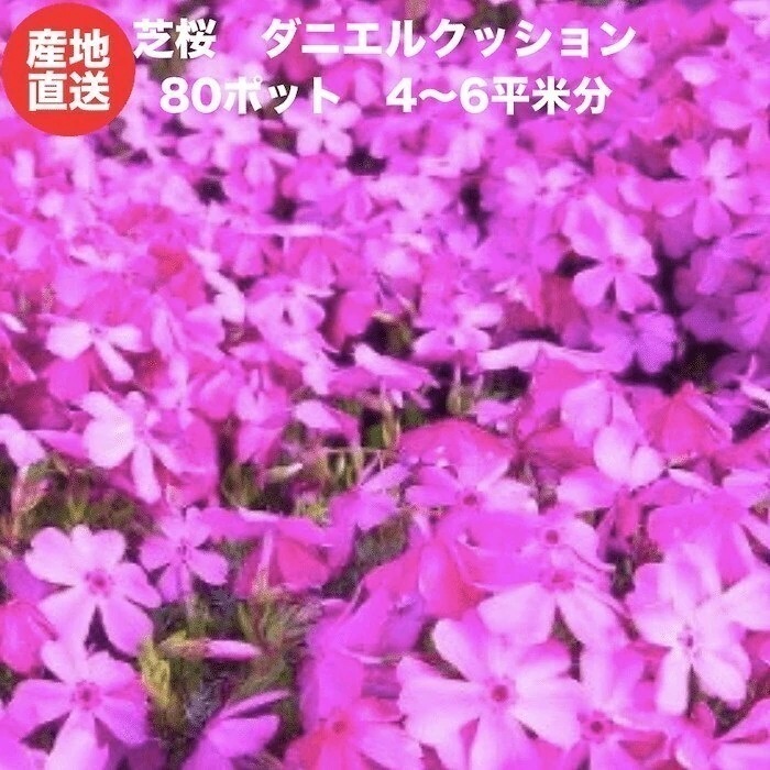 芝桜 ダニエルクッション ピンク種 ９cmポット苗 ８０株 シバザクラ グランドカバー