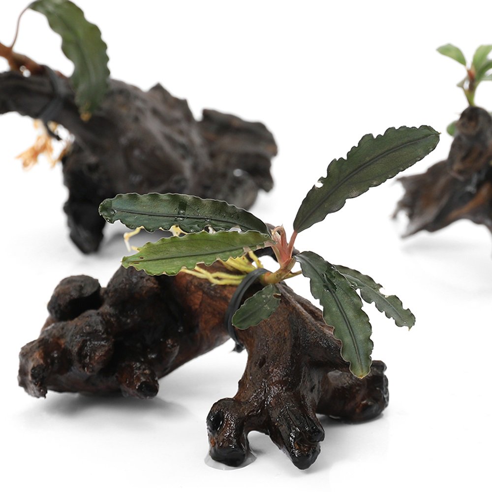 （水草）巻きたて　おまかせブセファランドラ　流木ＳＳサイズ（水上葉）（３個）　ＣＲＣ12―71―20―00―00